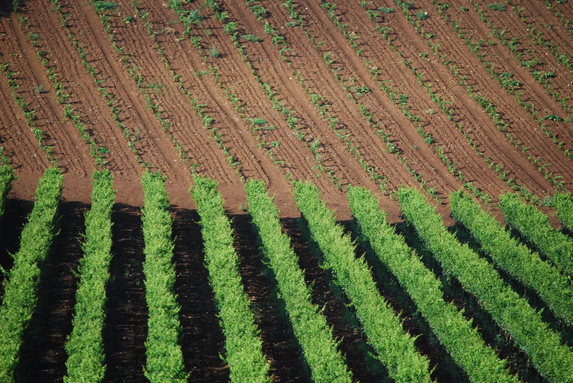 vignoble