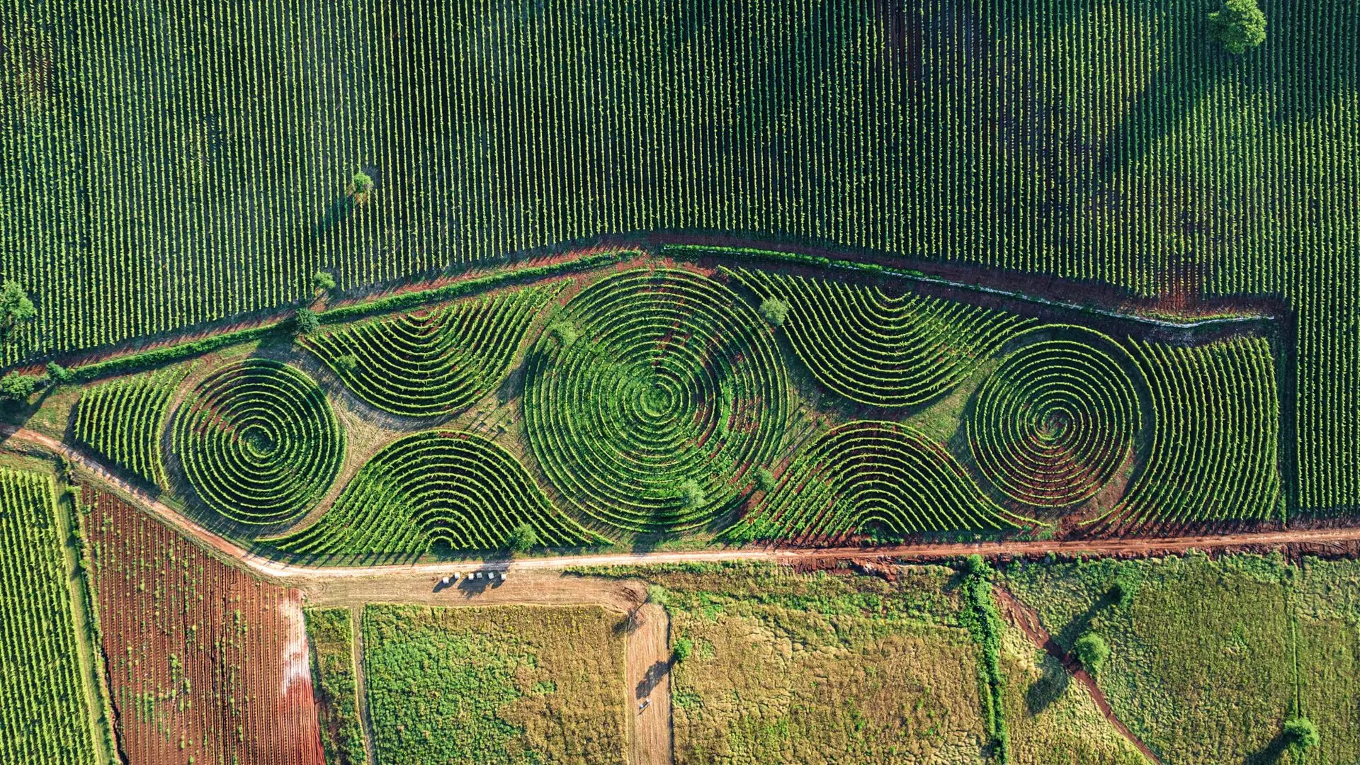 labyrinthe carpineti vignoble bellone
