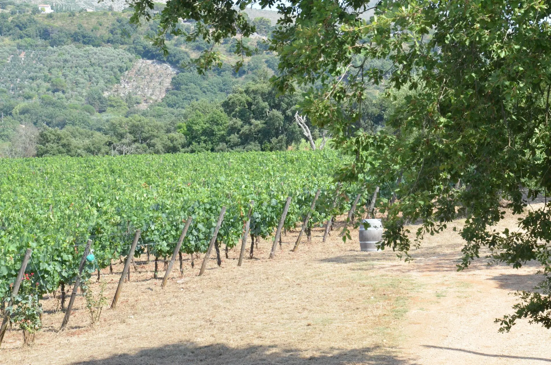vignoble
