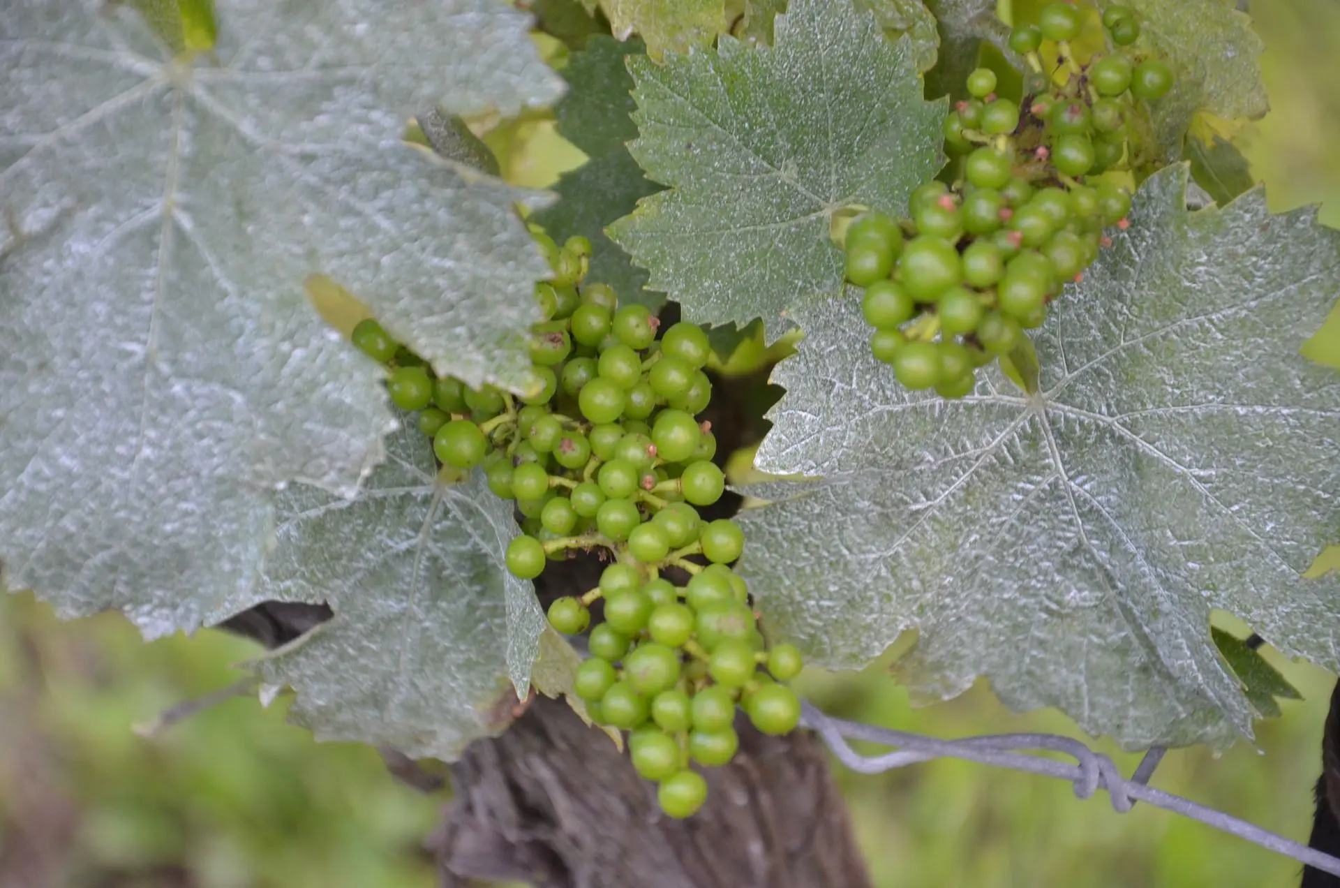 Malvasia