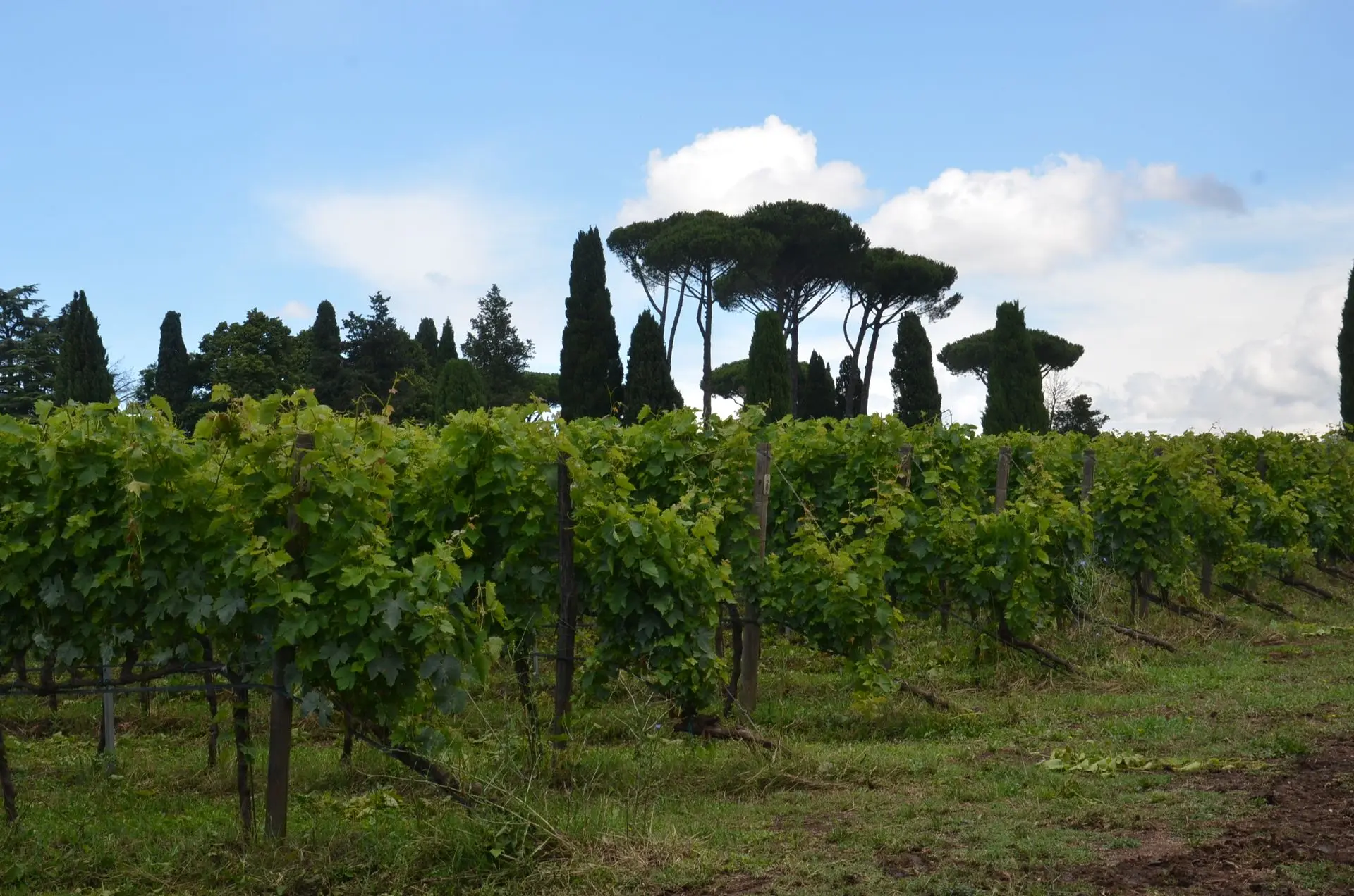 Tenuta San Leo