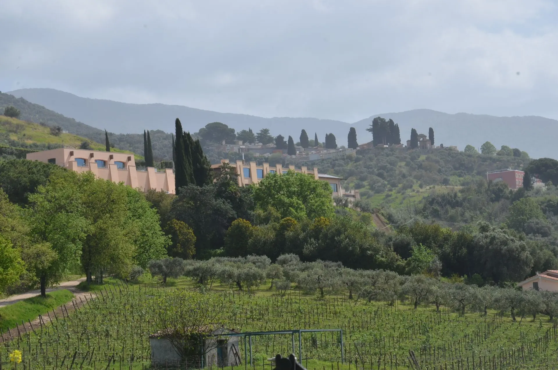 Vignoble collesanti