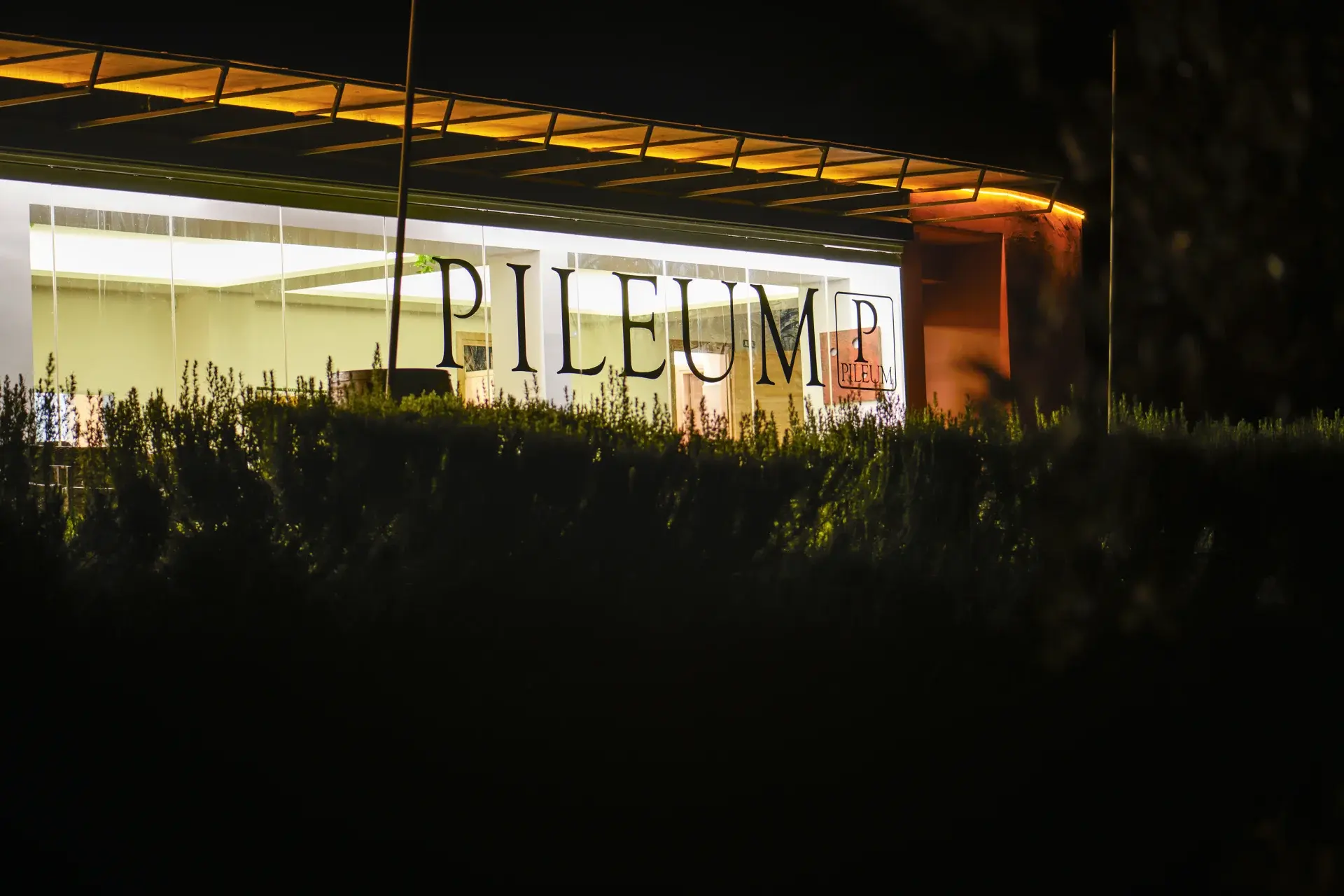 Pileum