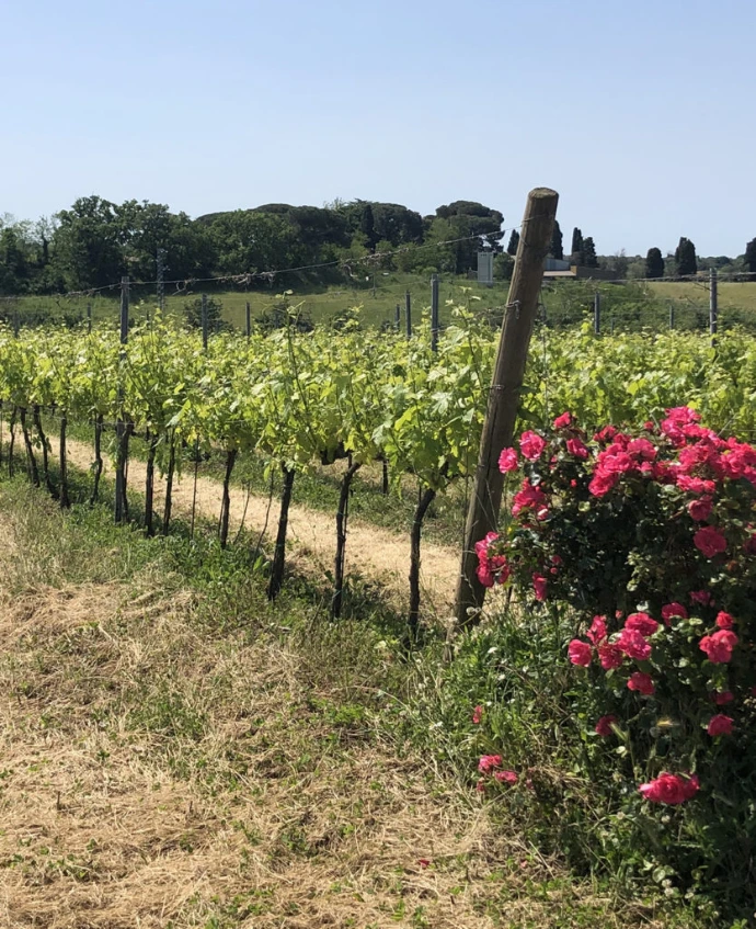 Terre di Marfisa