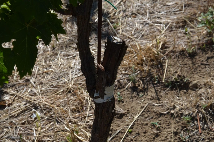 greffe vermentino
