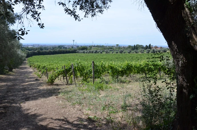vignoble Frascati